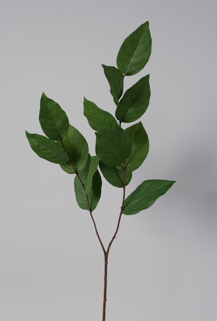 salal 