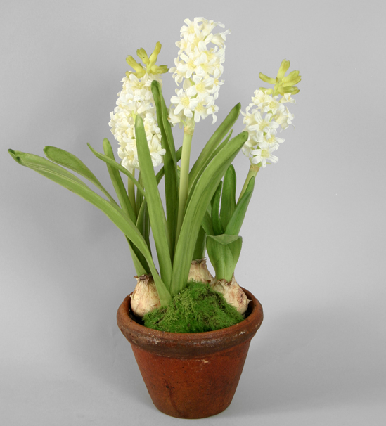 hyacinth in pot 