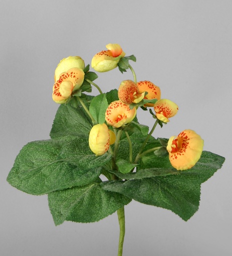 Pocket Book Plant