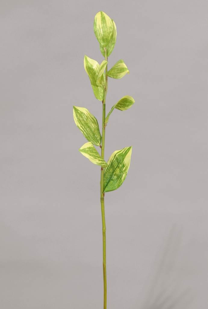 solomon seal 
