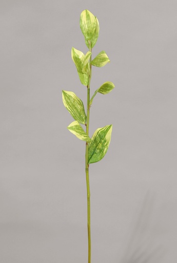 [9303] solomon seal 
