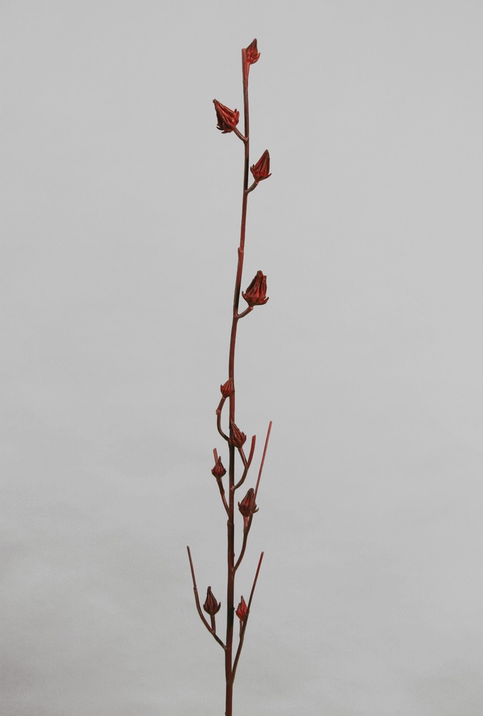 red branch 