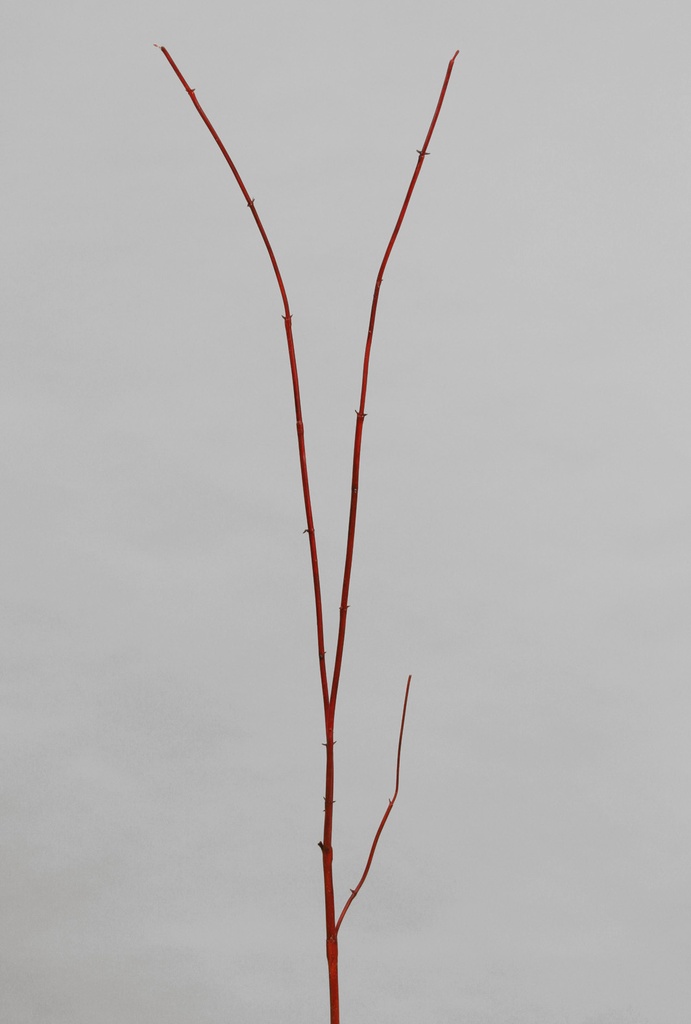 dogwood 