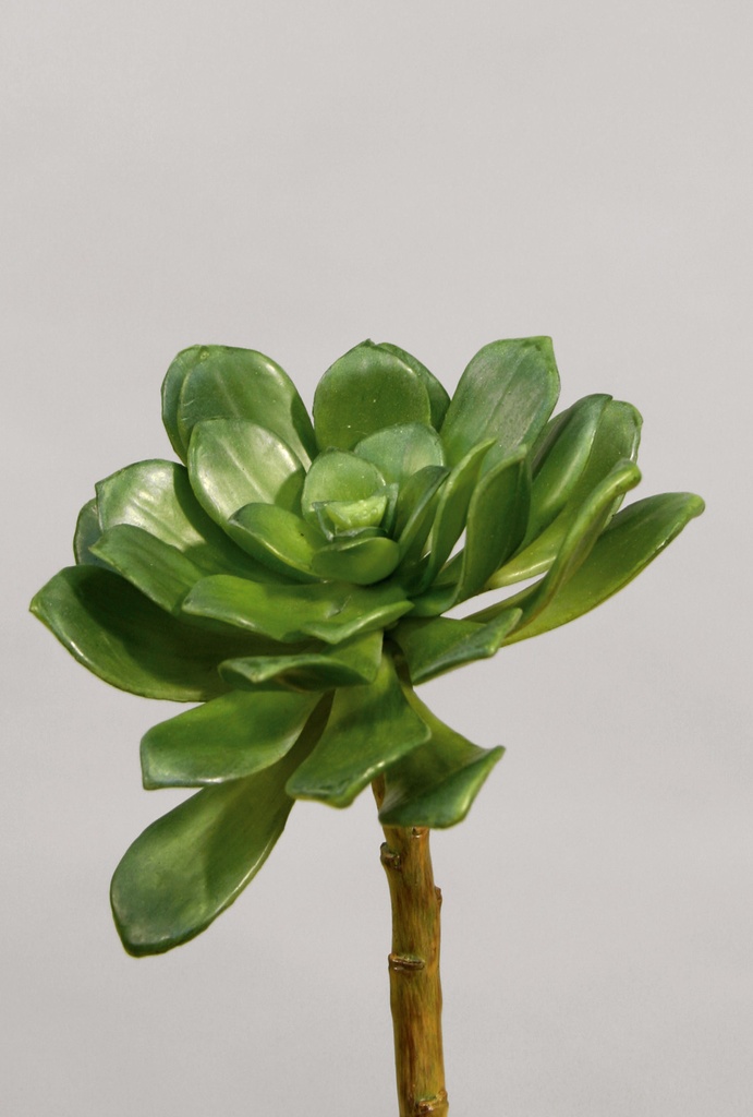 echeveria 