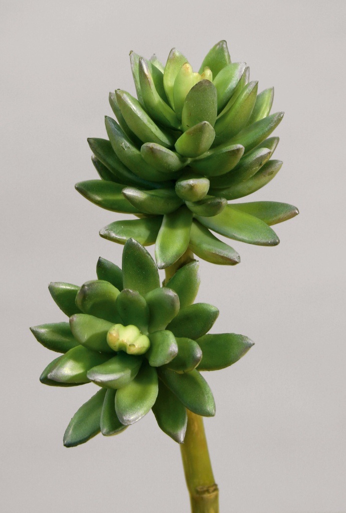 echeveria 