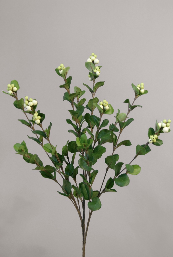 snowberry spray white 