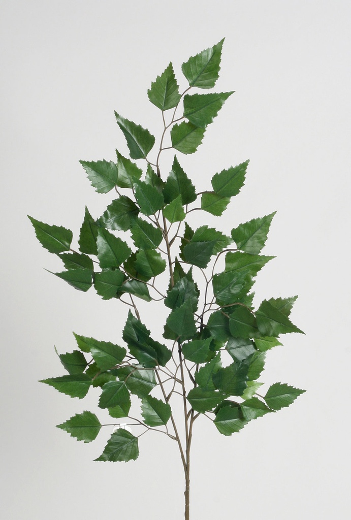 birch spray 