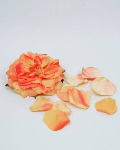 Rose and rose petals salmon 