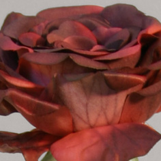 Rose wine red 