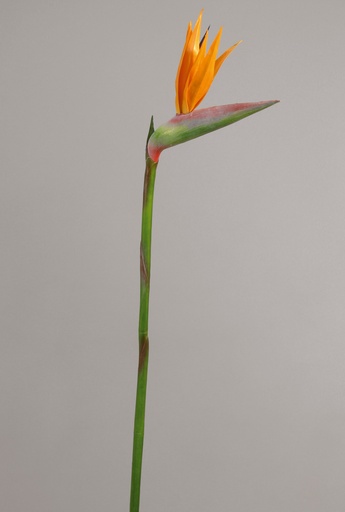 Strelitzia 