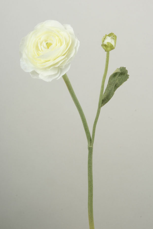 Ranunculus