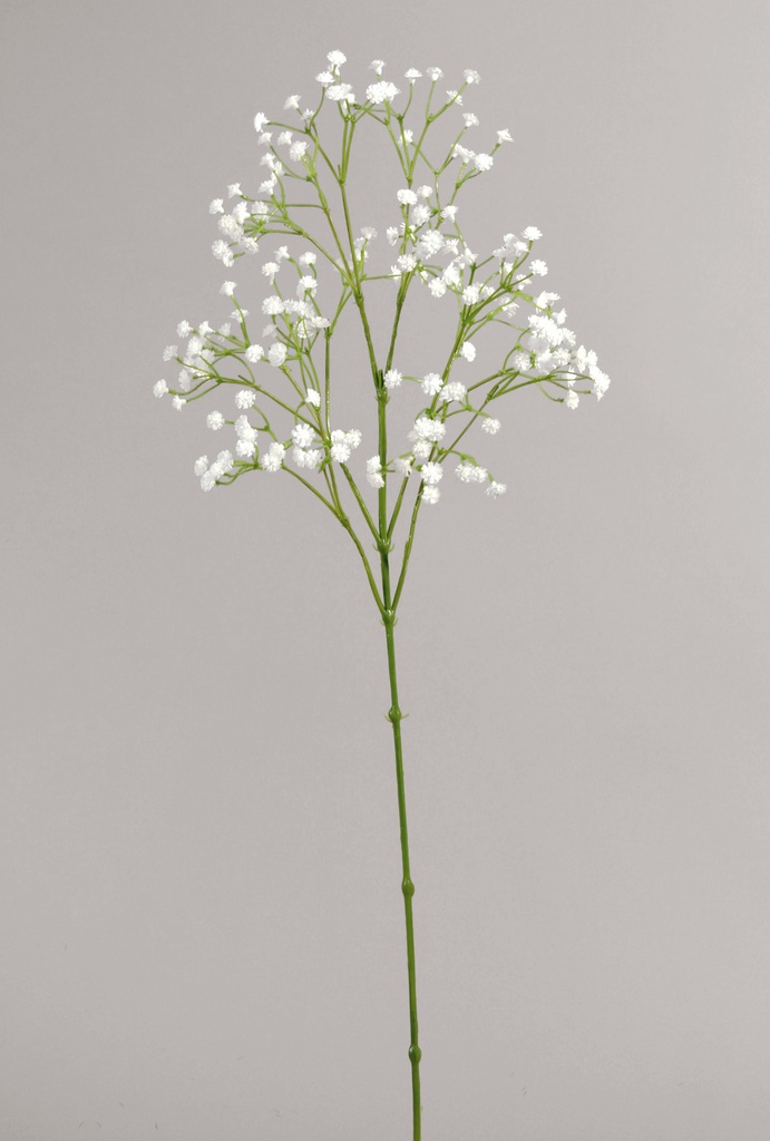 gypsophila 
