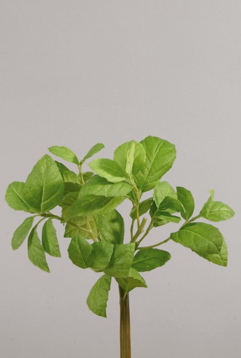 Basil Bush