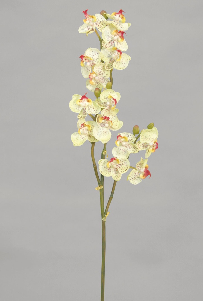 phalaenopsis 