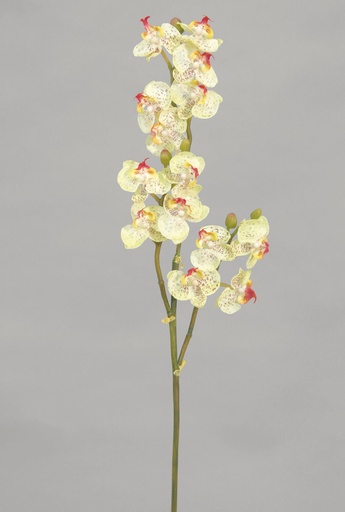 phalaenopsis 