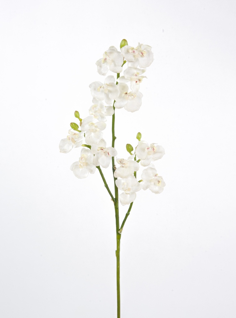 phalaenopsis 