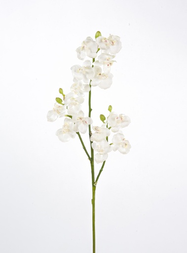 phalaenopsis 