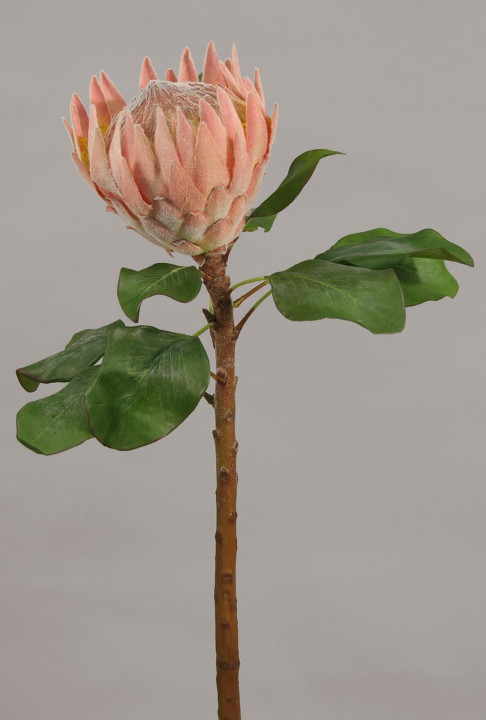 Protea 
