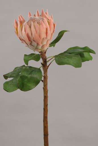 Protea 