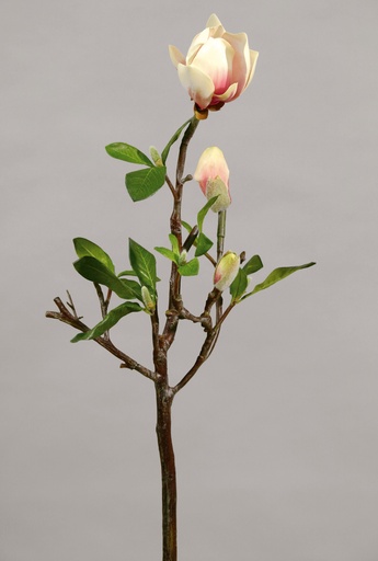 [9335] magnolia 