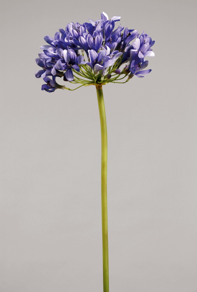 agapanthus blue 