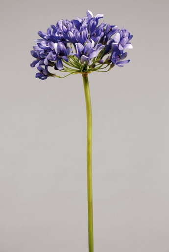 [9345] agapanthus blue 