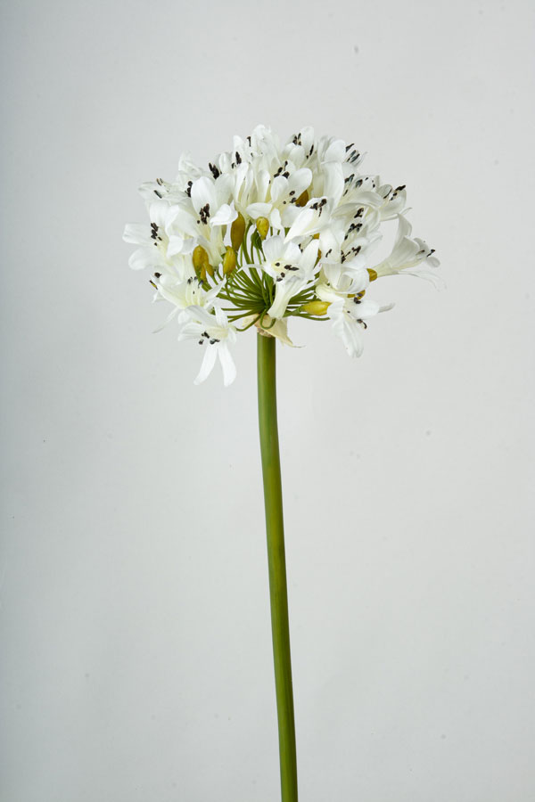 agapanthus cream 