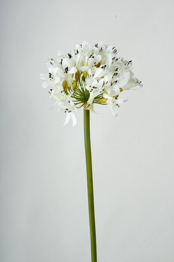 agapanthus cream 