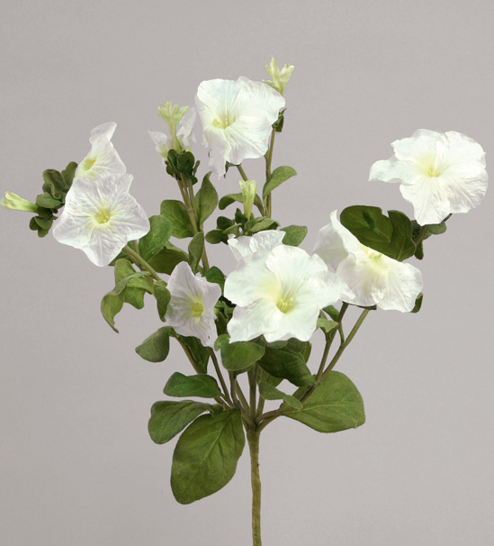 petunia cream 