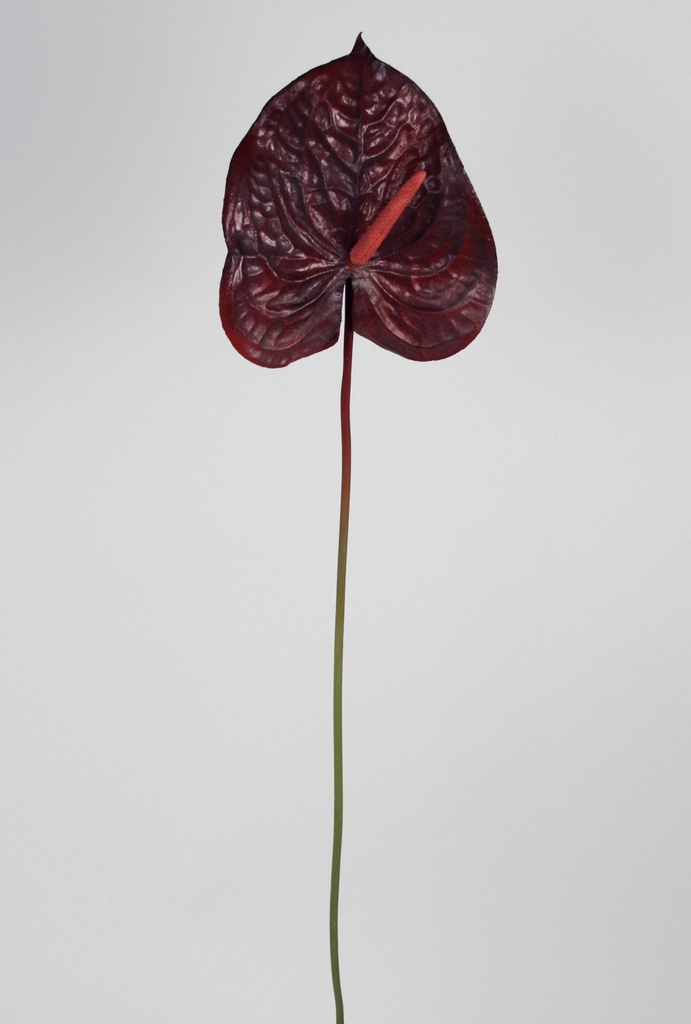 anthurium burgundy 