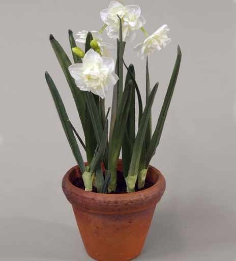 [9368] narcissus cream 
