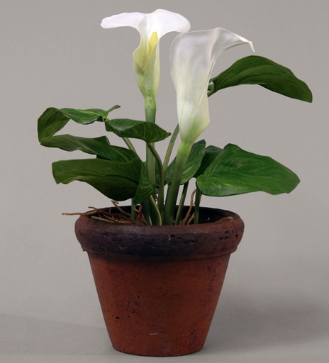 [9369] calla lily pot 