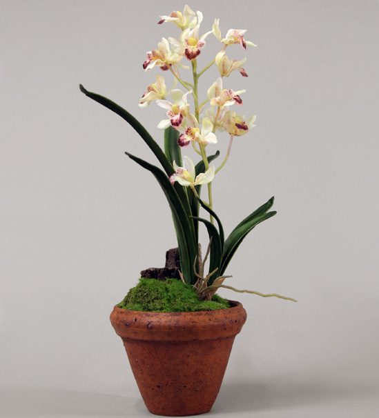 cymbidium 