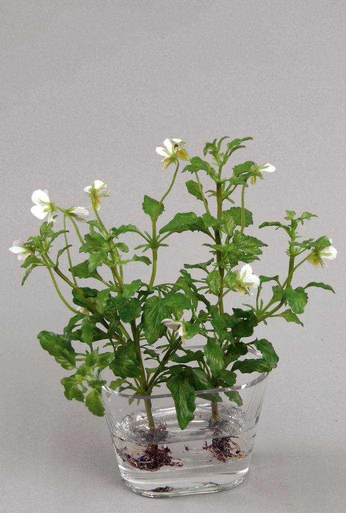 pansy arrangement in water cream 