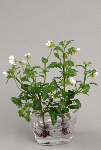 pansy arrangement in water cream 