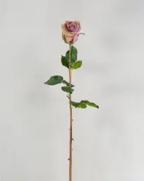[4482] Rose (Alternative 2)