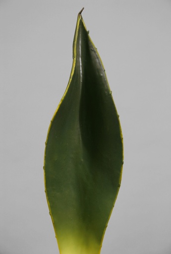 [9385] agave 