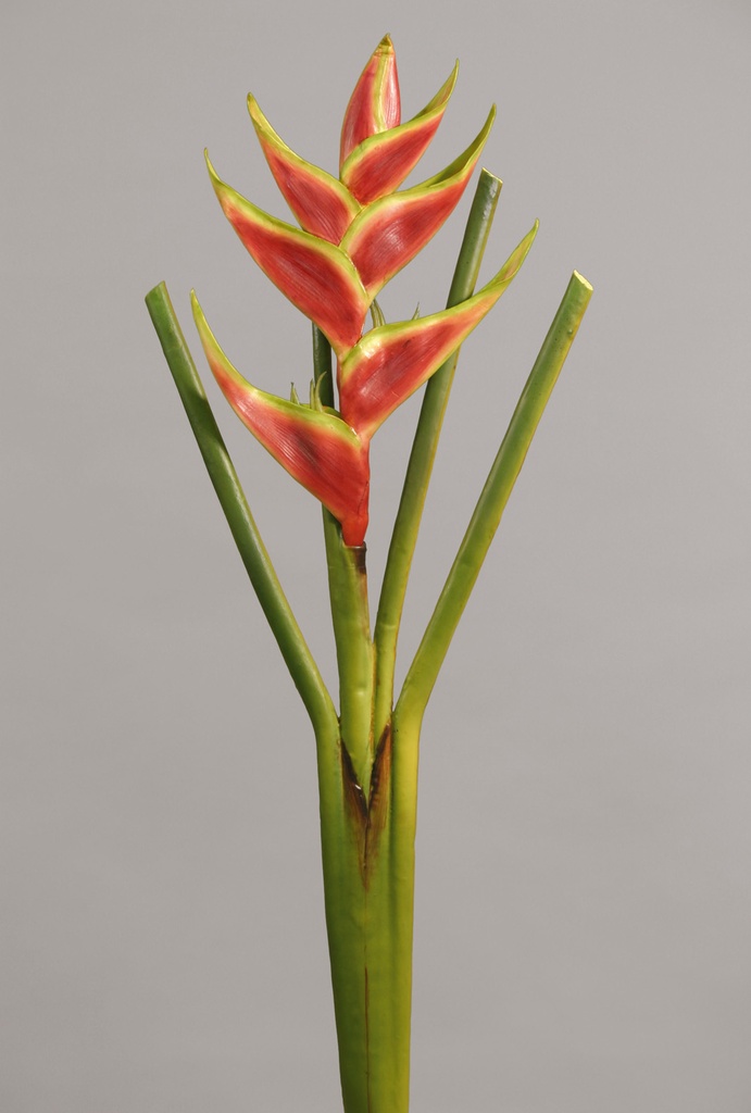 heliconia 