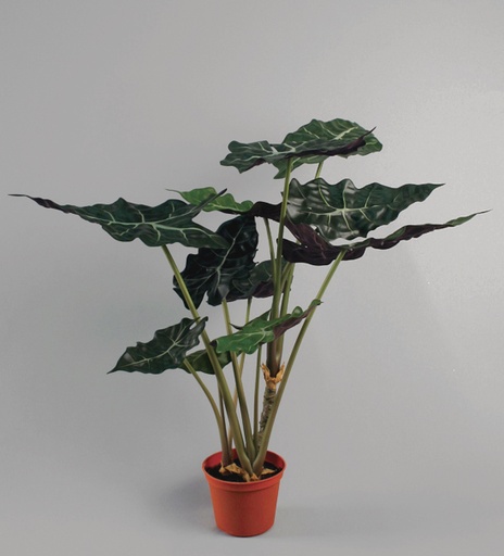 [9858] alocasia 