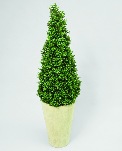 boxwood 