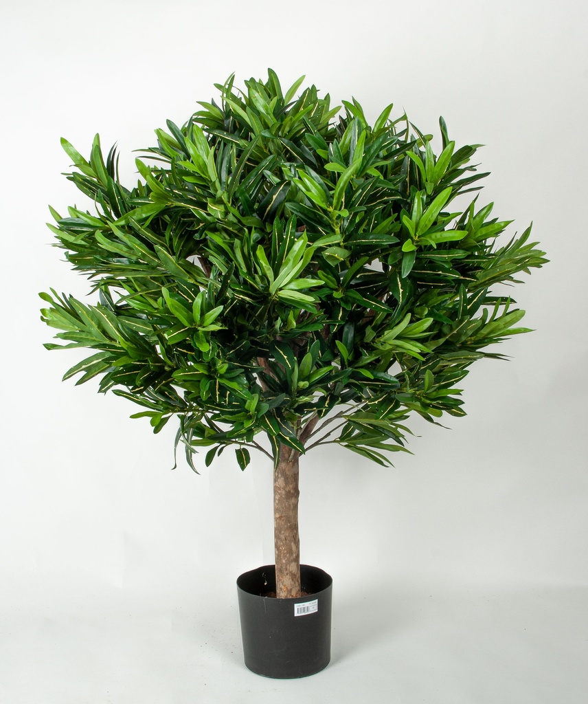 croton ball 