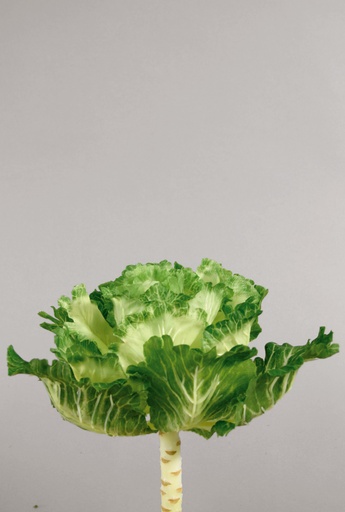 [9415] cabbage cream green 