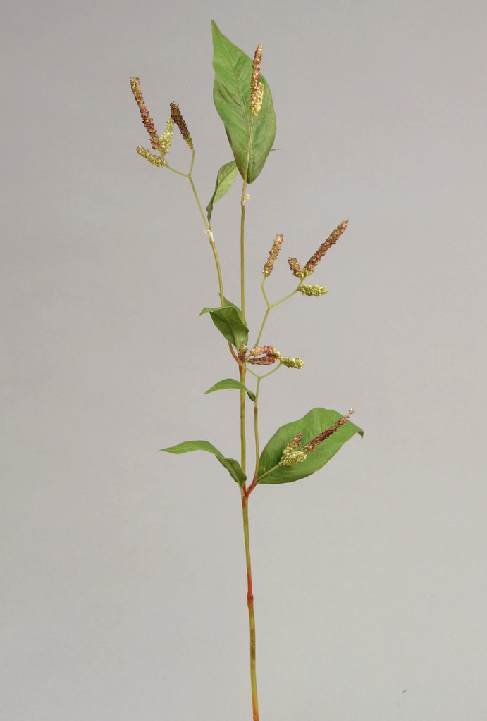 weed flower 