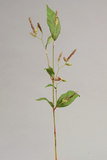 [9461] weed flower 