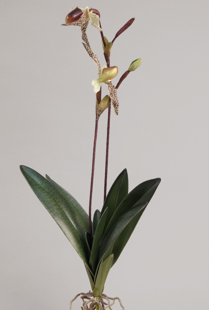 lady slipper 