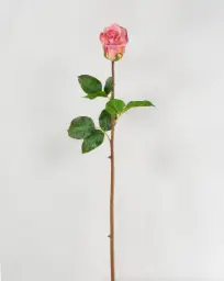 [4484] Rose (Alternative 4)