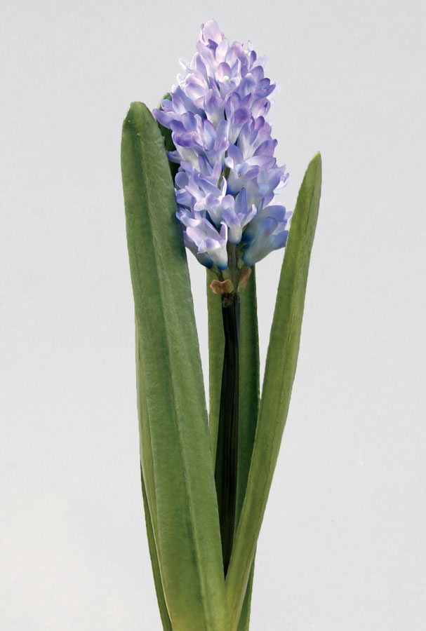 hyacinth lilac 