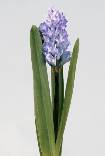 hyacinth lilac 