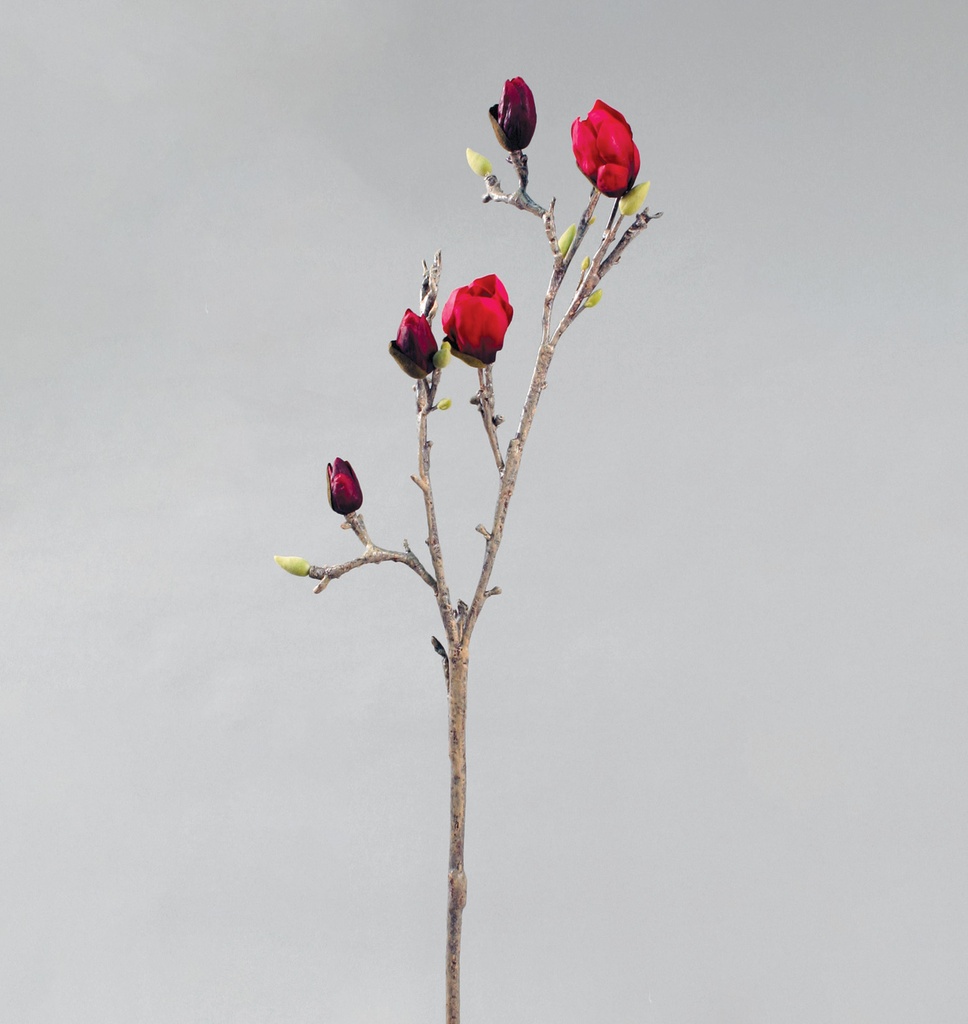 magnolia 