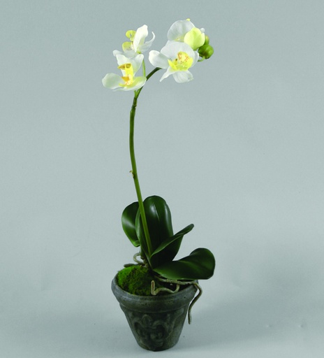 [9511] phalaenopsis cream 